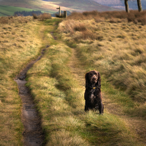  DSC5471 Cocker Spanielself Isoloatingversion 2 Crookstone Hill On Way To Hope Cross  2